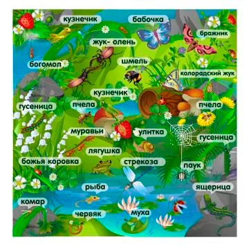 Forest insects with inscriptions Stock Illustration