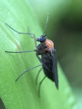 Forest insects Stock Photos