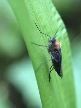 Forest insects Stock Photos
