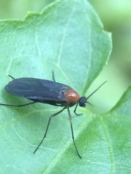 Forest insects Stock Photos