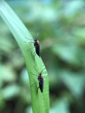 Forest insects Stock Photos