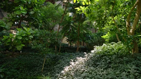 Forest inside of building Stock Footage 110174089