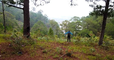 Forest Inside Stock Footage 88234460