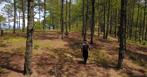 Forest Inside Video stock 88258214