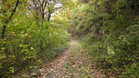 Forest inside landscape autumn Stock Footage 239278148