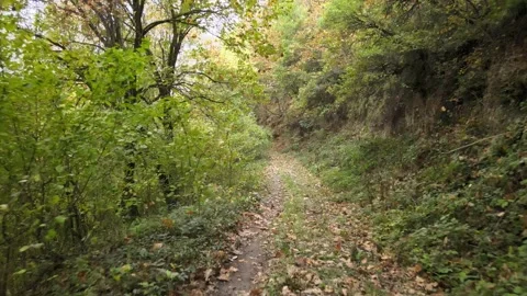 Forest inside landscape autumn Stock Footage 239278456