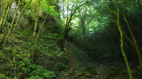 Forest inside nature Stock Footage 240779704