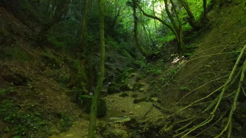 Forest inside nature Video stock 240779898