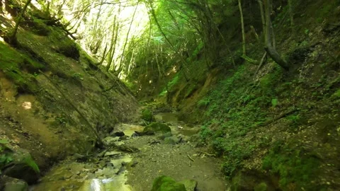 Forest inside nature Stock Footage 240784649