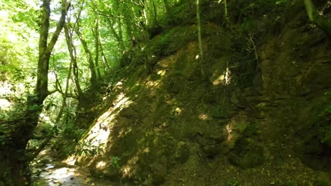 Forest inside nature Stock Footage 240784794