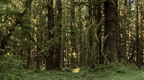 Forest inside the  Olympic National Park Washington Video stock 38601787