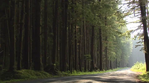 Forest inside the  Olympic National Park Washington Video stock 38601852