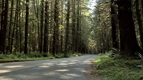 Forest inside the  Olympic National Park Washington Stock Footage 38601940