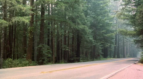 Forest inside the  Olympic National Park Washington Video stock 38602005