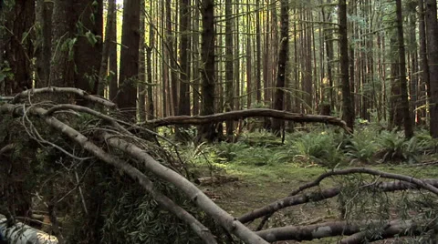 Forest inside the  Olympic National Park Washington Stock Footage 38602095