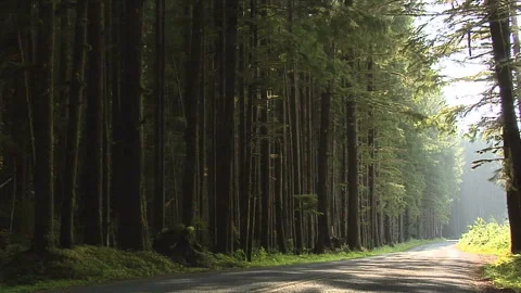 Forest inside the Olympic National Park Washington Video stock 327886902