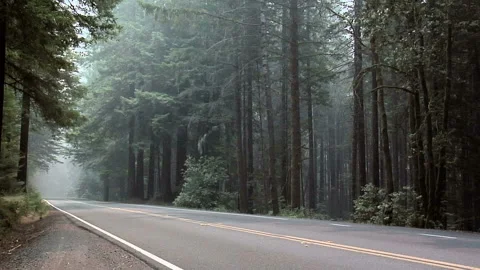 Forest inside the Olympic National Park Washington Stock Footage 327886963