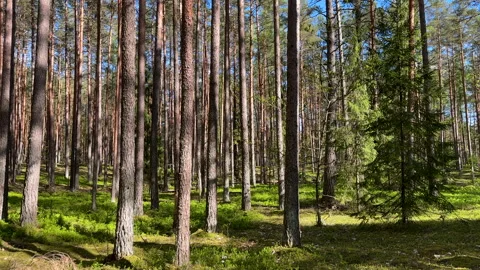 Forest inside. Pine trees in forest. Coniferous forest with spruce trees Stock Footage 275284377
