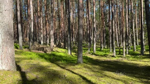 Forest inside. Pine trees in forest. Coniferous forest with spruce trees Stock Footage 275284423