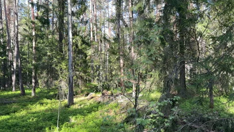 Forest inside. Pine trees in forest. Coniferous forest with spruce trees Stock Footage 275284523