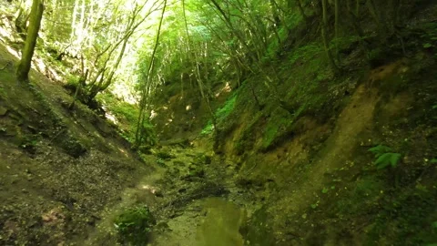Forest inside sunrise Stock Footage 240784580