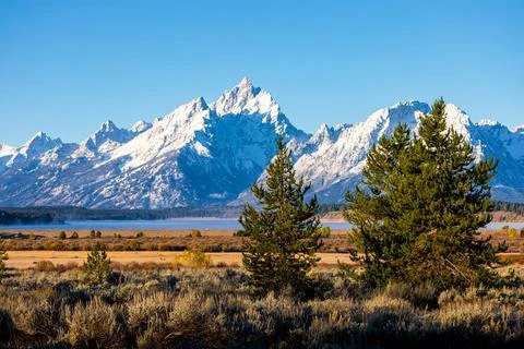 Forest inside Willow Flats with background of Grand Teton. Stock Photos