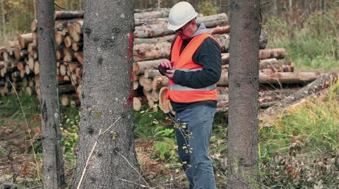 Forest inspector using tablet PC in forest Stock Footage 56348947