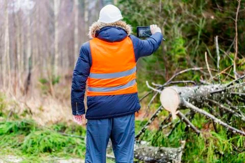 Forest inspector using tablet PC near tree in forest Stock Photos