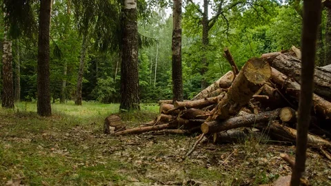 Forest in the interim of time. Firewood. Time Lapse. 10 Video stock 94326484