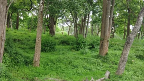 Forest interior with slender pale-barked trunks over a green herb Stock Footage 346334863