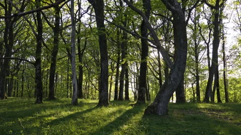 Forest Interior with Warm Daylight and Soft Shadows on Grass Stock Footage 310521245