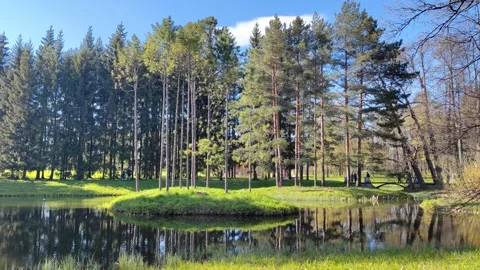 Forest island Video stock 274792753