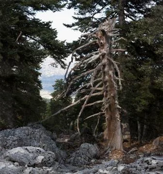 Forest on the island. Stock Photos