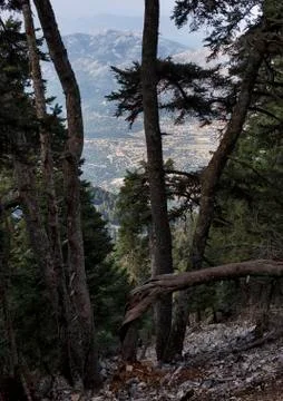 Forest on the island. Stock Photos