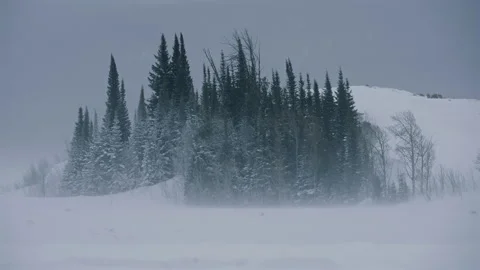 Forest Island Surrounded by Open Snowfield Stock Footage 313386023