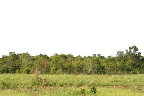 .forest isolated on white background. Stock Photos
