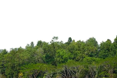 Forest isolated on white background. Stock Photos