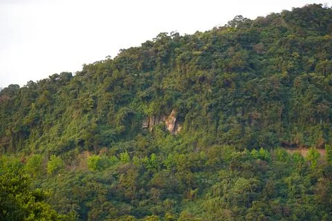 Forest isolated on white background. Stock Photos