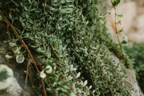 Forest Ivy, close-up Stock Photos