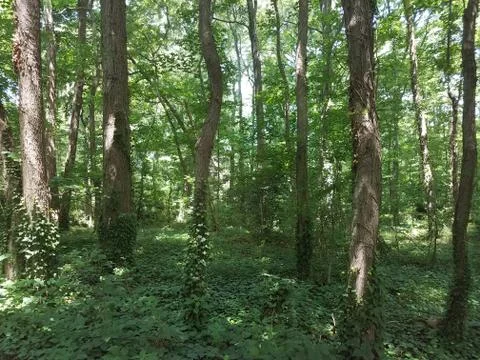 Forest with ivy on trees Stock Photos