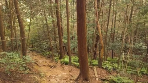 Forest In Japan Vídeo Stock 82289500