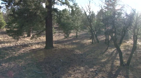 Forest Jib Shot Stock Footage 48669480