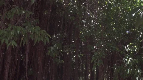 Forest in the jungle Stock Footage 79639593