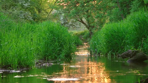 Forest jungle landscape river with greenery grass. Stream water. 스톡 동영상 264058554