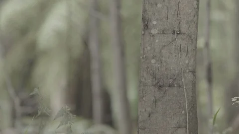 Forest Jungle Tree focus pull to fern UNGRADED 4k Stock Footage 101764213