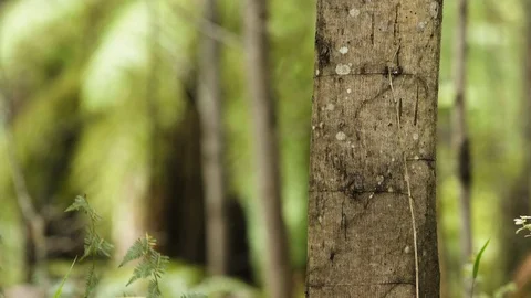 Forest jungle tree focus pull to surrounding ferns 4k Stock Footage 102807970