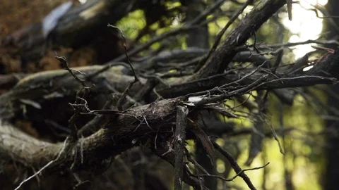 Forest Jungle Tree Root  Stock Footage 102807534