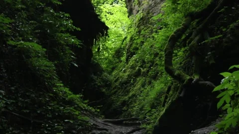 Forest Jungle Trees River Green Plants Amazon Rain Forest Amazonia Stockbeeldmateriaal 243747314