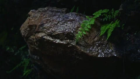 Forest Jungle Trees River Green Plants Amazon Rain Forest Amazonia Video stock 243749731