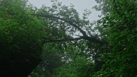 Forest Jungle Trees River Green Plants Amazon Rain Forest Amazonia Video stock 243750404